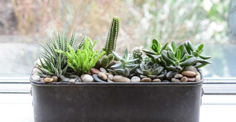 11 Ways to Arrange Indoor Plants Based on Feng Shui Principles
