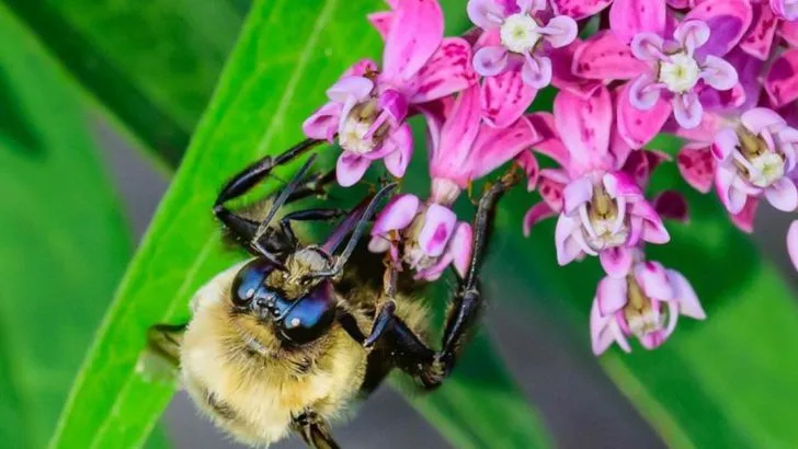 11 Ways to Encourage Bees and Butterflies to Visit Your Garden