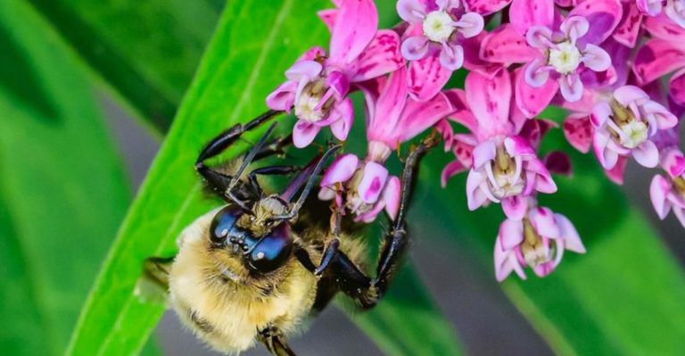 11 Ways to Encourage Bees and Butterflies to Visit Your Garden