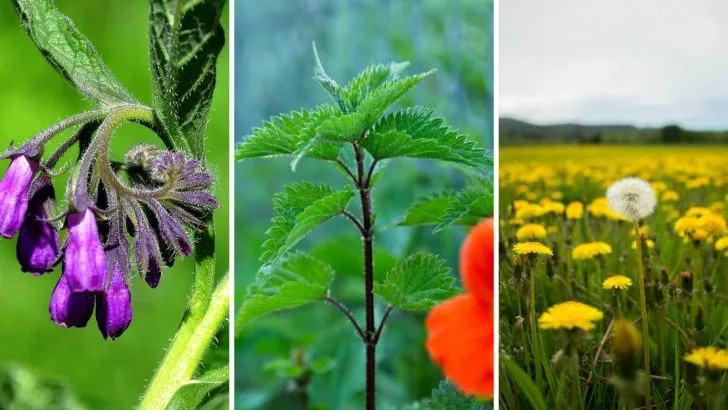 11 Wild Plants That Repair Damaged Soil Like Magic