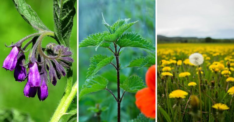 11 Wild Plants That Repair Damaged Soil Like Magic