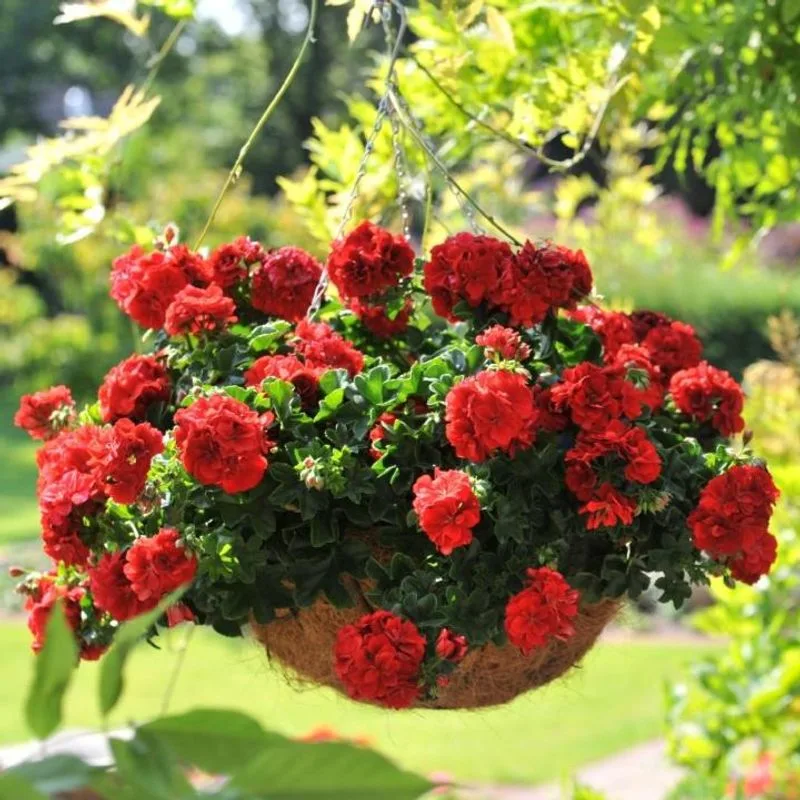 12. Ivy Geraniums