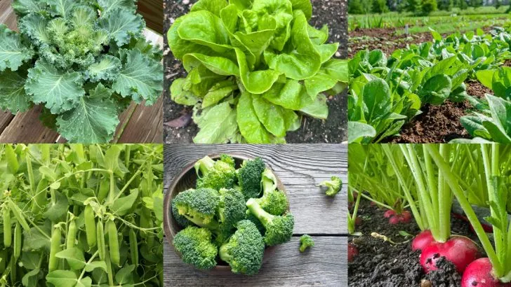 12 Crops That Only Succeed with Morning Sun (Not Afternoon Heat)