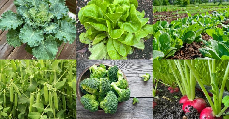 12 Crops That Only Succeed with Morning Sun (Not Afternoon Heat)