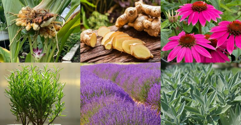 12 Easy To Grow Anti-Inflammatory Plants For Your Garden This Spring