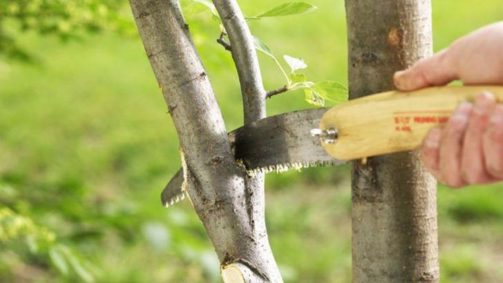 12 Gardening Tasks for Early May in Zone 4 (And 8 Things to Avoid Until June)