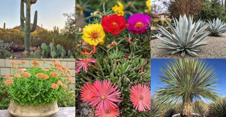 12 Plants That Can Grow in Pure Sand, Gravel, or Rubble