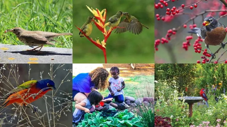 12 Reasons Birds Belong in Your Garden (And How to Keep Them Coming)