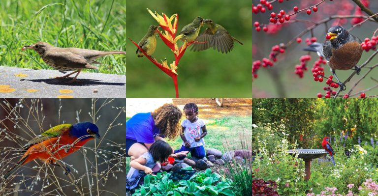 12 Reasons Birds Belong in Your Garden (And How to Keep Them Coming)