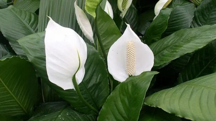 12 Reasons Your Peace Lily Keeps Drooping Even If You Water It