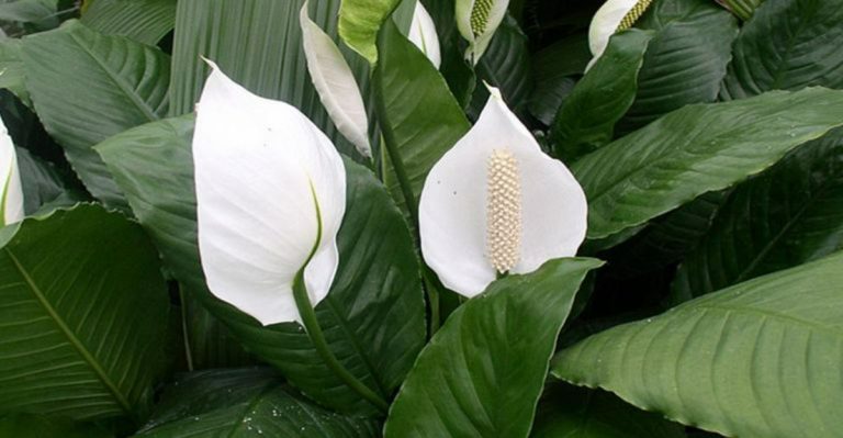 12 Reasons Your Peace Lily Keeps Drooping Even If You Water It