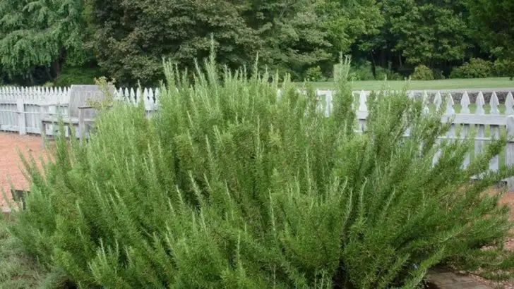 12 Rosemary Growing Tips for Bushy Plants That Never Get Woody