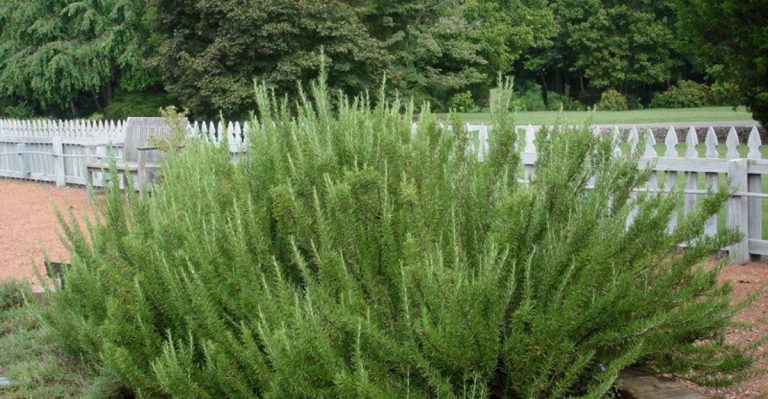 12 Rosemary Growing Tips for Bushy Plants That Never Get Woody