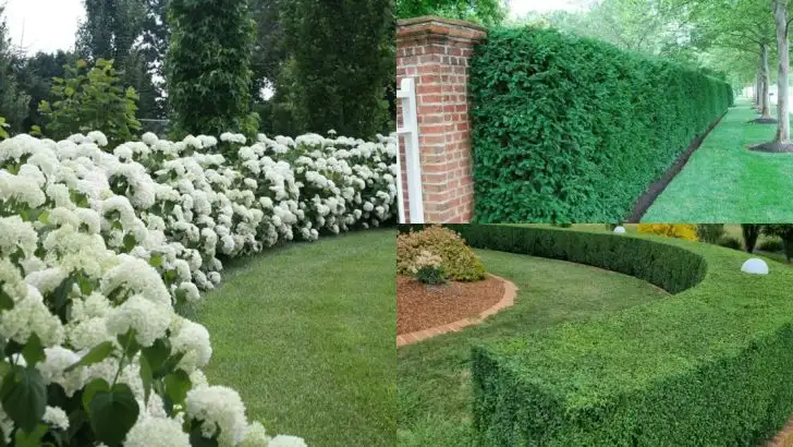 12 Shrubs Used in Mazes, Labyrinths, and Optical Illusions