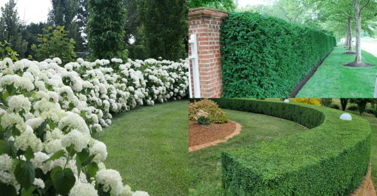 12 Shrubs Used in Mazes, Labyrinths, and Optical Illusions