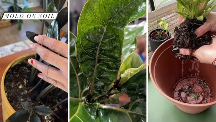 12 Signs Your House Is Too Humid for Your Plants