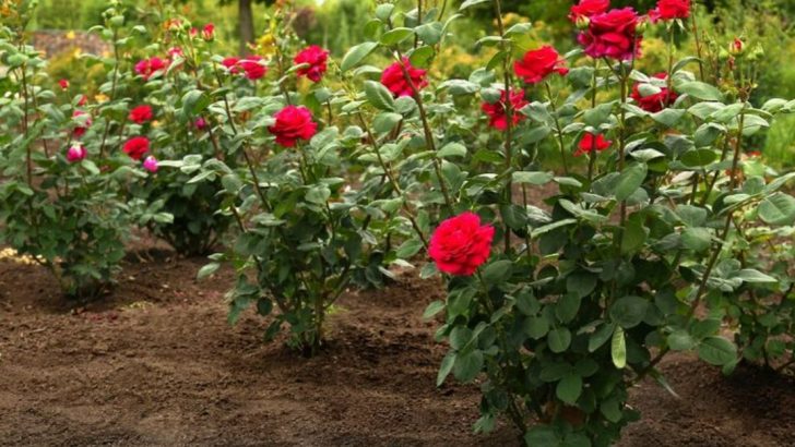 12 Small Changes That Will Make Your Rose Bushes Bloom Like Crazy