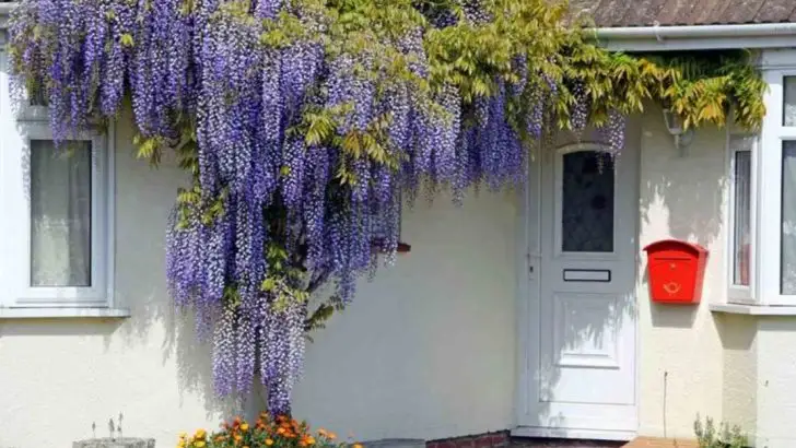 12 Things Nobody Tells You About Growing Wisteria in Your Garden