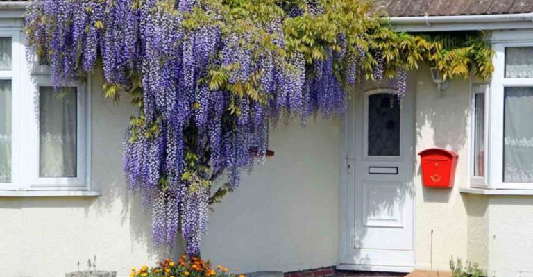 12 Things Nobody Tells You About Growing Wisteria in Your Garden