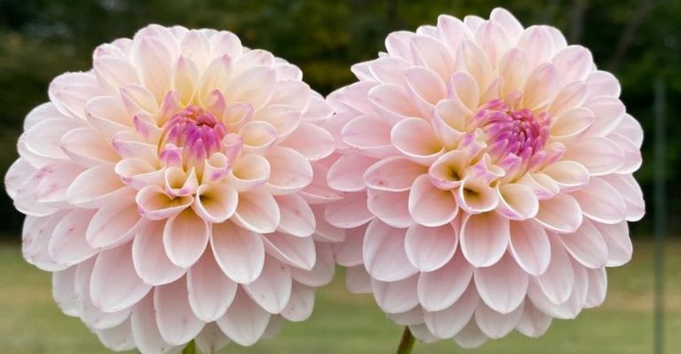 12 Bulbs You Can Plant in May for Summer Blooms (And 6 That Won’t Bloom Until Next Year)