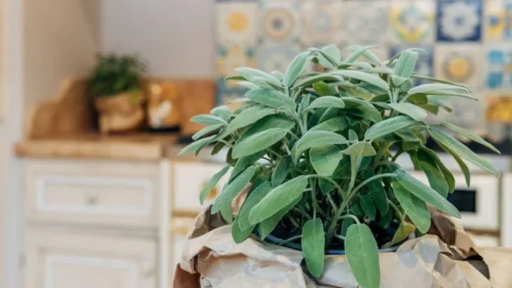12 Common Mistakes Everyone Makes When Growing Sage at Home