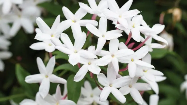 12 Flowering Vines That Will Transform Your Garden’s Vertical Space