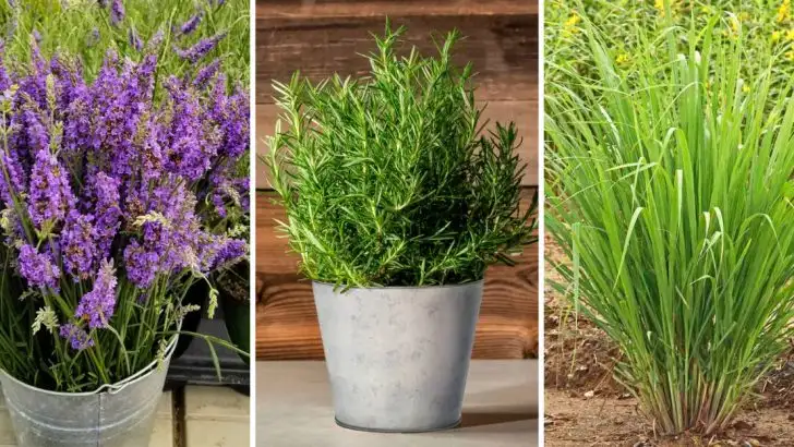 12 Fragrant Herbs to Grow for Beautiful Homemade Potpourri