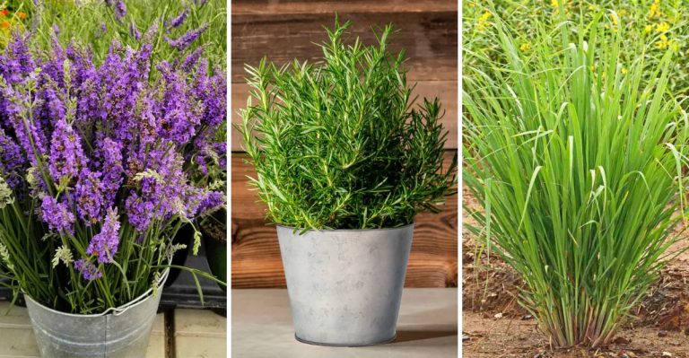 12 Fragrant Herbs to Grow for Beautiful Homemade Potpourri