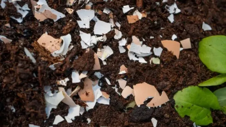 12 Gardening Myths Busted by Science (That People Still Believe Anyway)