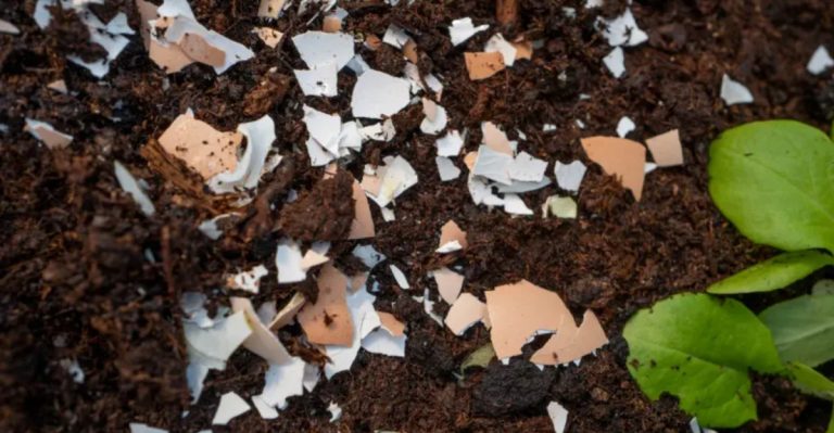 12 Gardening Myths Busted by Science (That People Still Believe Anyway)