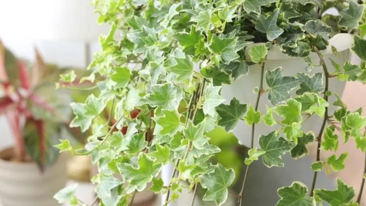 12 Indoor Climbing Plants That Turn Blank Walls Into Living Art