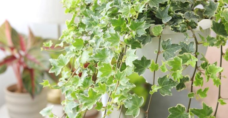 12 Indoor Climbing Plants That Turn Blank Walls Into Living Art