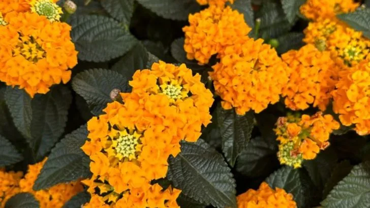 12 Lantana Varieties That Flower Continuously in Warm Weather