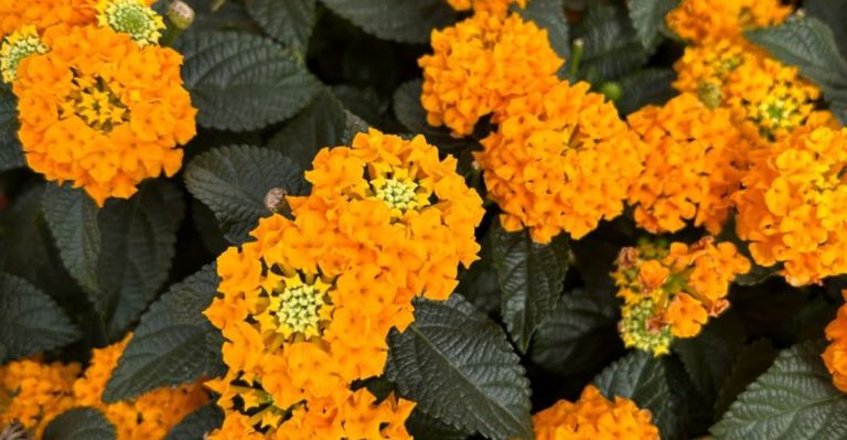 12 Lantana Varieties That Flower Continuously in Warm Weather