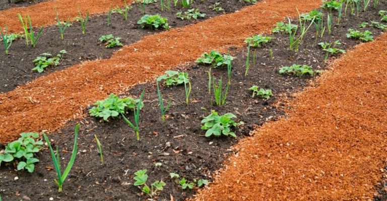 12 Natural Mulch Alternatives That Improve Soil and Save Water