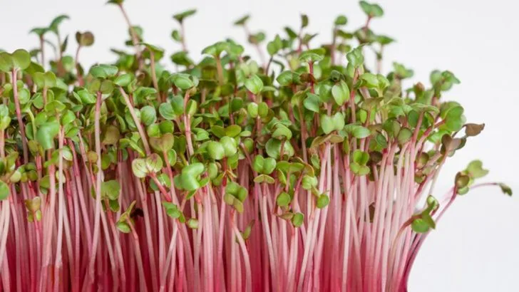 12 Nutrient-Packed Microgreens That Grow in Just a Week