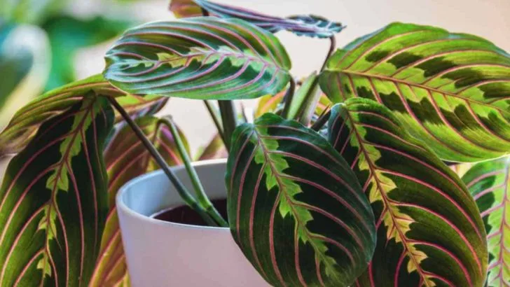 12 Pet-Safe Plants for a Greener Home