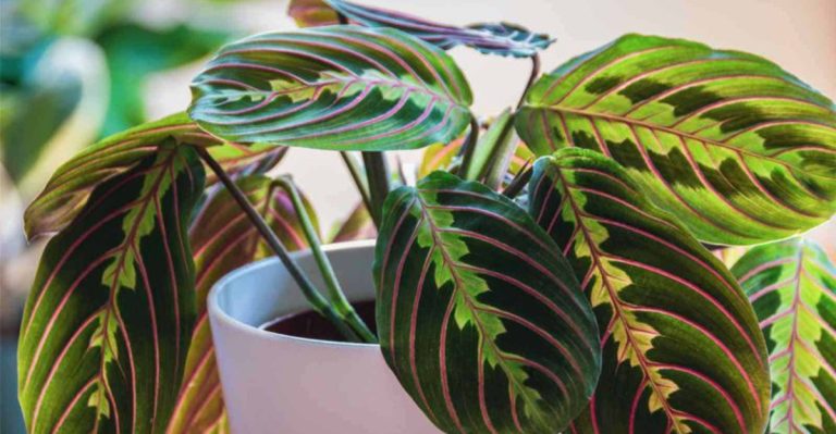 12 Pet-Safe Plants for a Greener Home