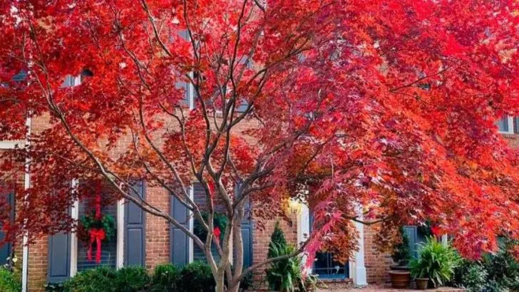 12 Plants That Will Keep Your Garden Looking Fresh All Year