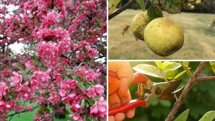 12 Reasons Your Crabapple Isn’t Blooming (And How to Fix It)