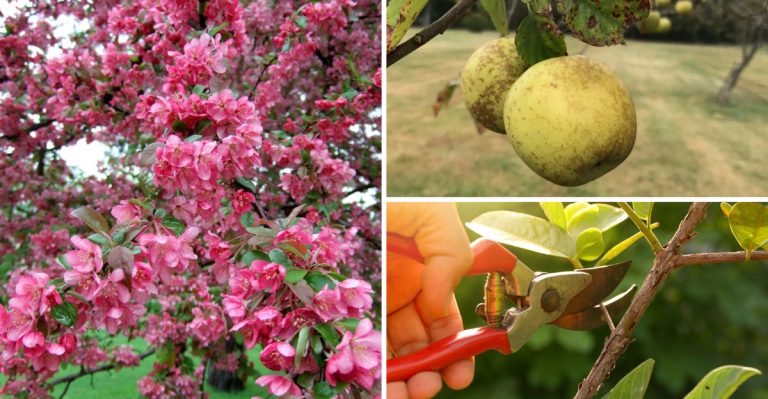 12 Reasons Your Crabapple Isn’t Blooming (And How to Fix It)