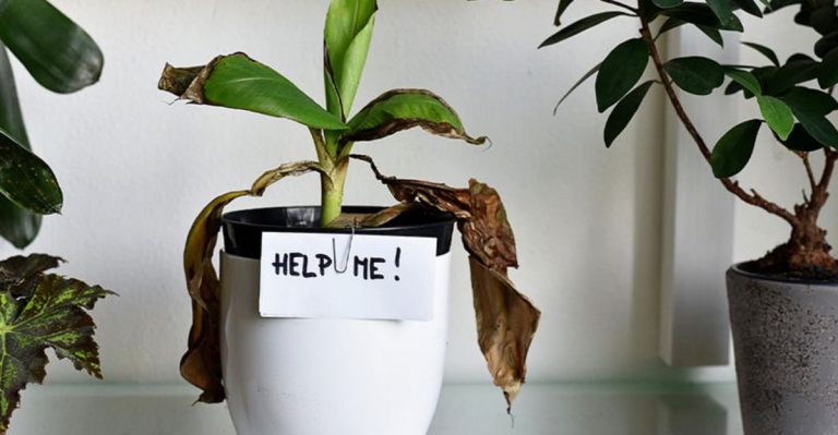 12 Reasons Your Houseplants Struggle After Repotting