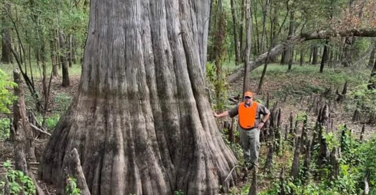 12 Shade Trees That Keep Southern Gardens Cool Without Hogging All the Water