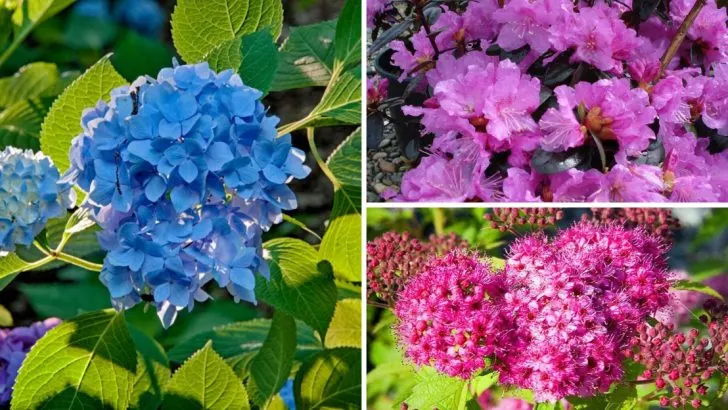 12 Shrubs to Prune in May (And 8 You Should Absolutely Leave Alone)