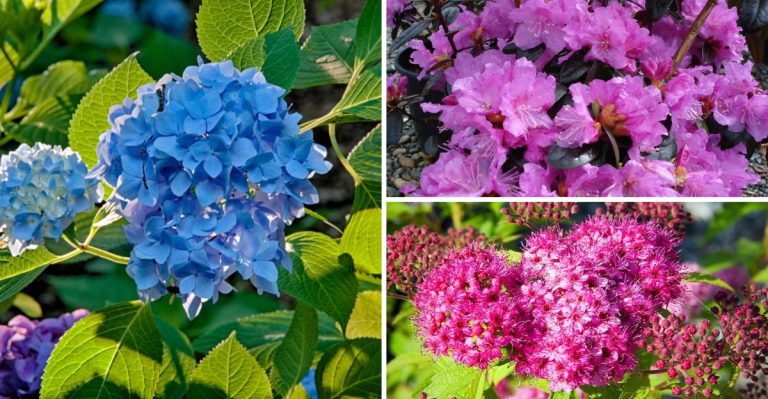 12 Shrubs to Prune in May (And 8 You Should Absolutely Leave Alone)