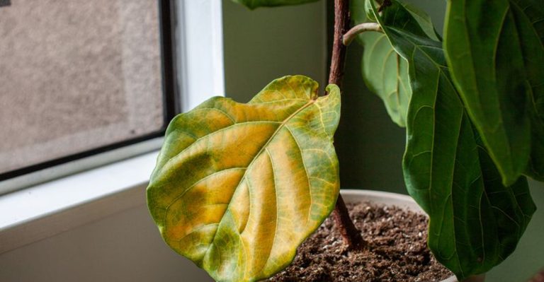 12 Signs Your Garden Needs a Soil Test (And How to Do It Right)