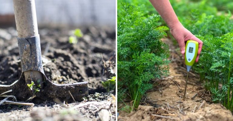 12 Signs Your Soil Needs Help (That Have Nothing to Do with Yellow Leaves)