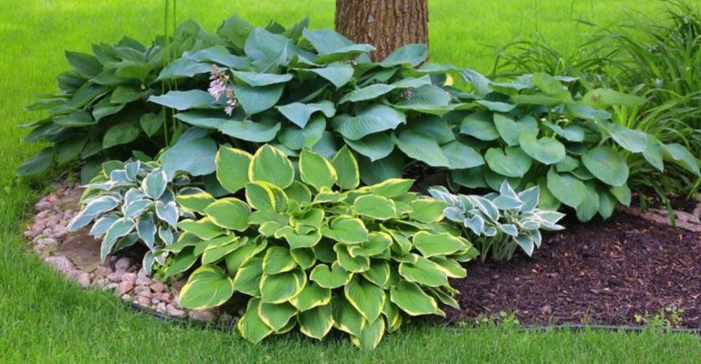 12 Stunning Shade-Loving Plants You Can Grow in Dark Corners
