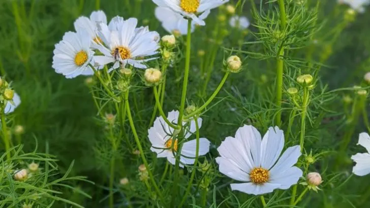 12 Unexpected Garden Plants That Attract Beneficial Bugs