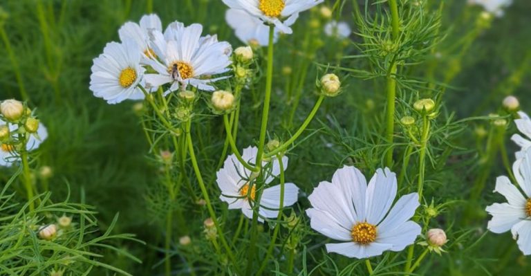 12 Unexpected Garden Plants That Attract Beneficial Bugs